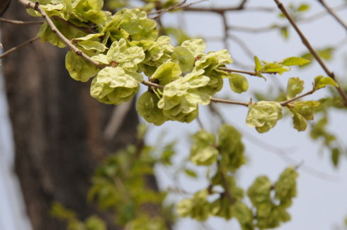 高密原创文学｜“钩”出吃货那些事（文/王有志）