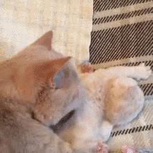 猫咪舔你的意思，我猜你可能不知道