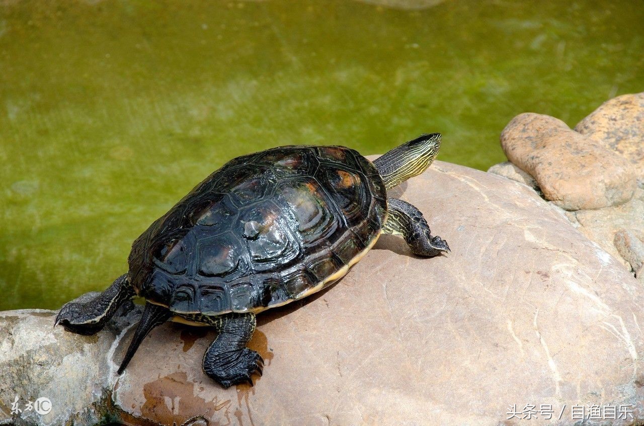 草龟要放多少水养啊,草龟最适宜的饲养水位是多少