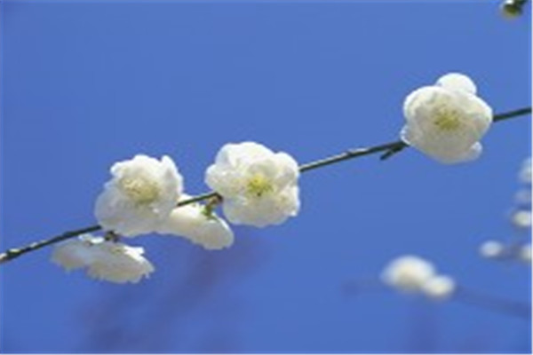 春天的古诗大全100首二年级,小学二年级下册古诗必背70首