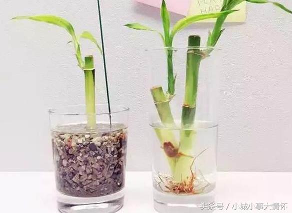 转运富贵竹放家里什么位置最好,财神位桌子上能摆放一枝富贵竹吗