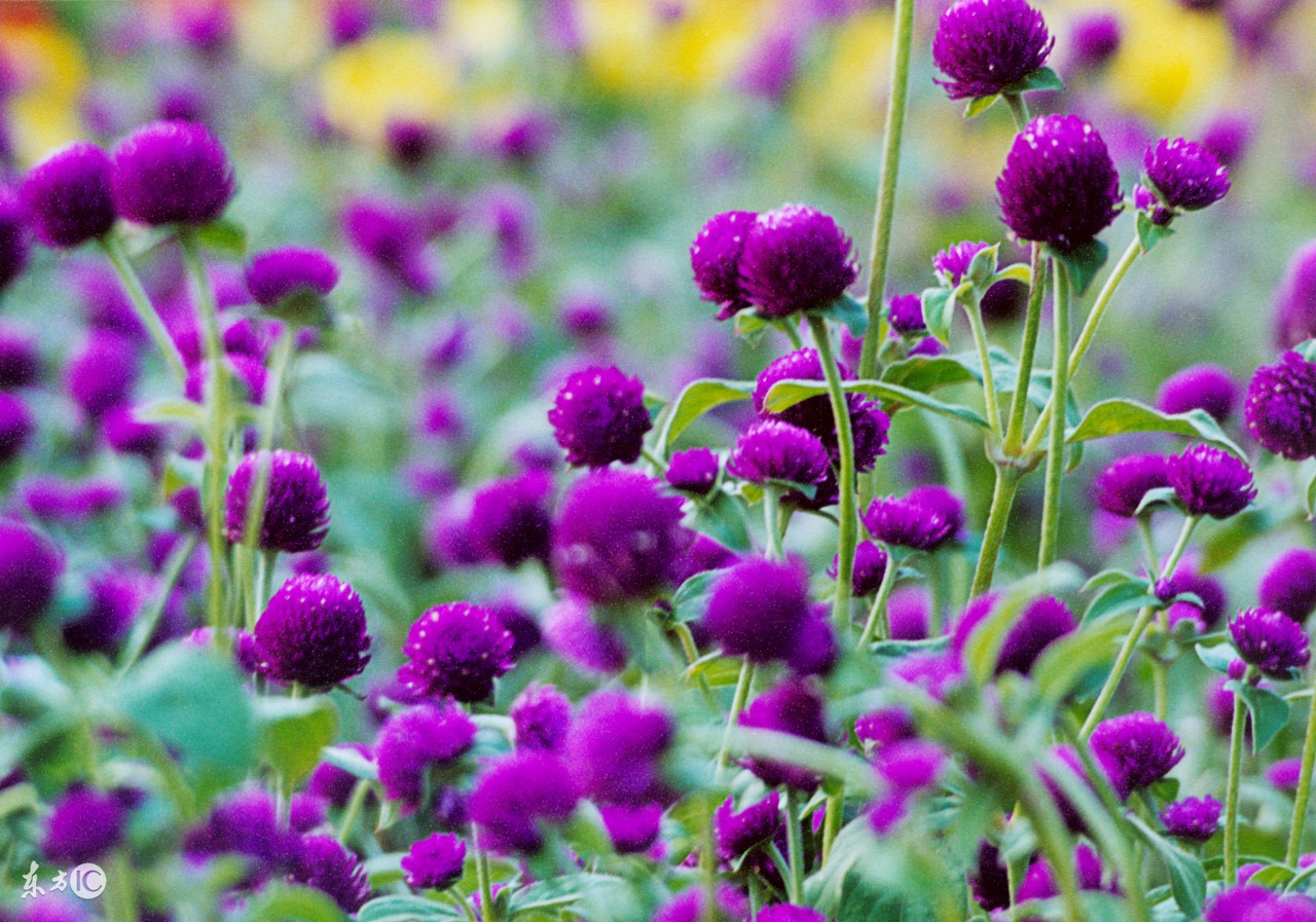 懒人种植观赏花草,合适夏季种植的懒人花草