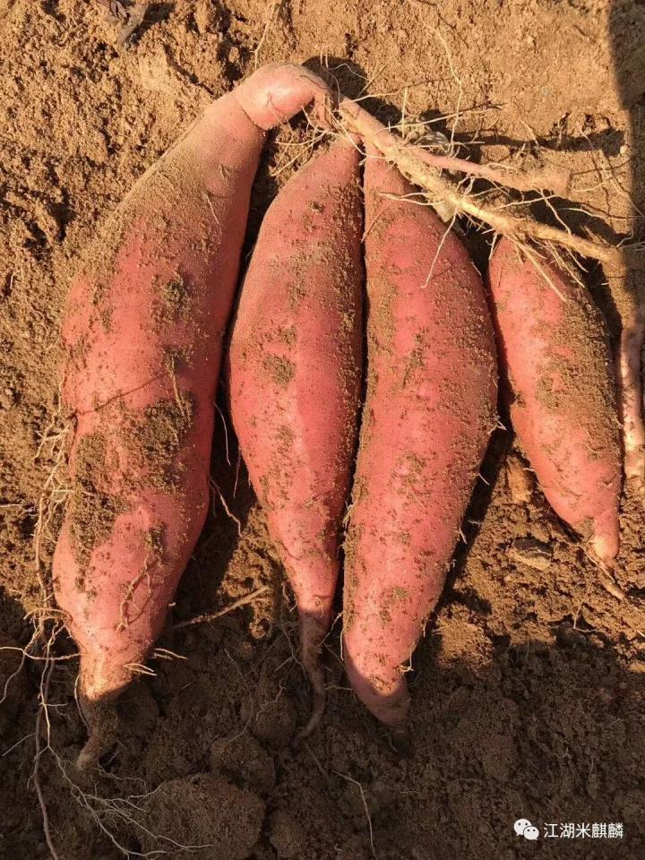 推荐烤红薯哪家实惠又好吃,京城烤红薯