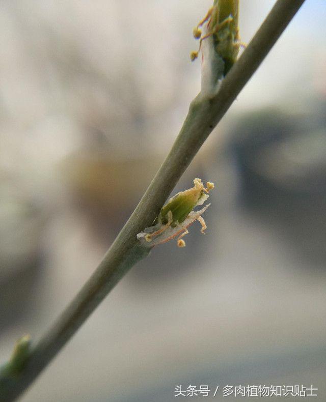 多肉植物卧牛怎样人工授粉,多肉植物授粉告捷后注意事项