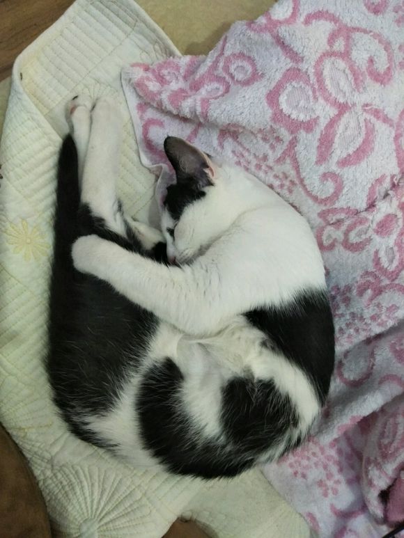 去花鸟市场100买下猫,在花鸟市场购买中华田园猫幼崽