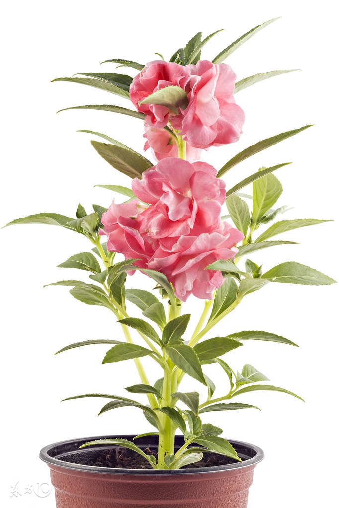 懒人种植观赏花草,合适夏季种植的懒人花草