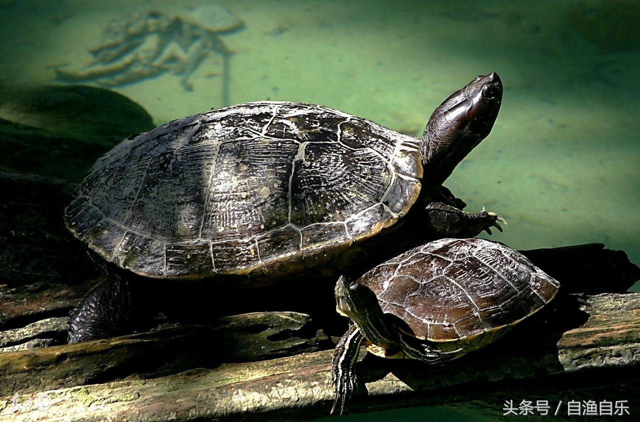 养中华草龟水温多少度最好,中华草龟的水温大概在多少度