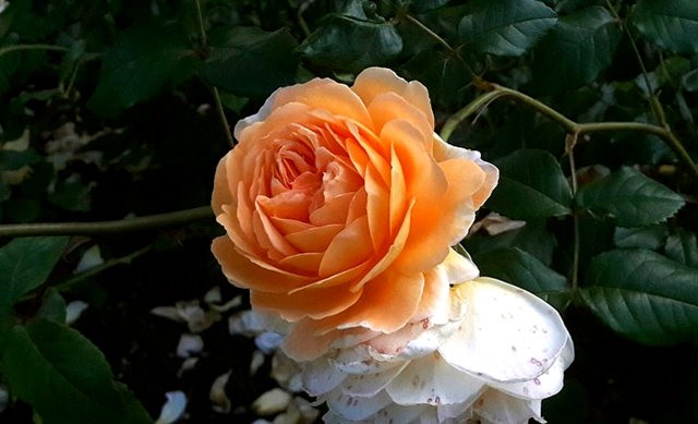 玫瑰花不同朵数代表什么花语,不同颜色玫瑰花花语和寓意一样吗