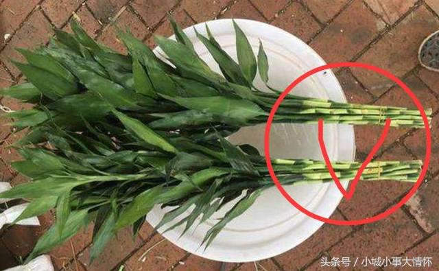 转运富贵竹放家里什么位置最好,财神位桌子上能摆放一枝富贵竹吗