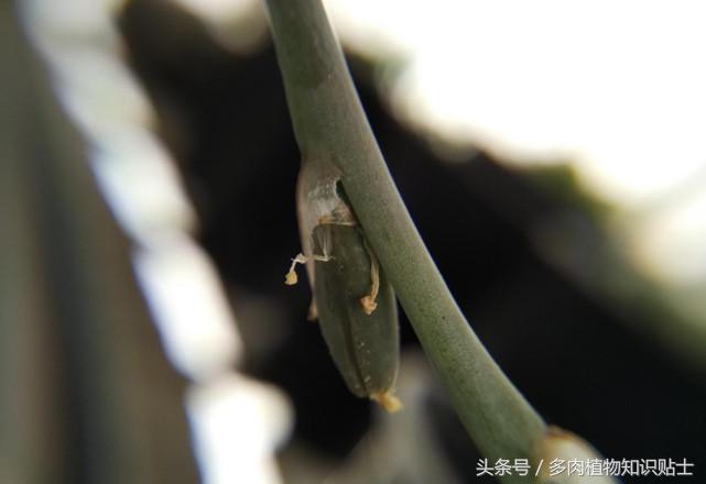 多肉植物卧牛怎样人工授粉,多肉植物授粉告捷后注意事项