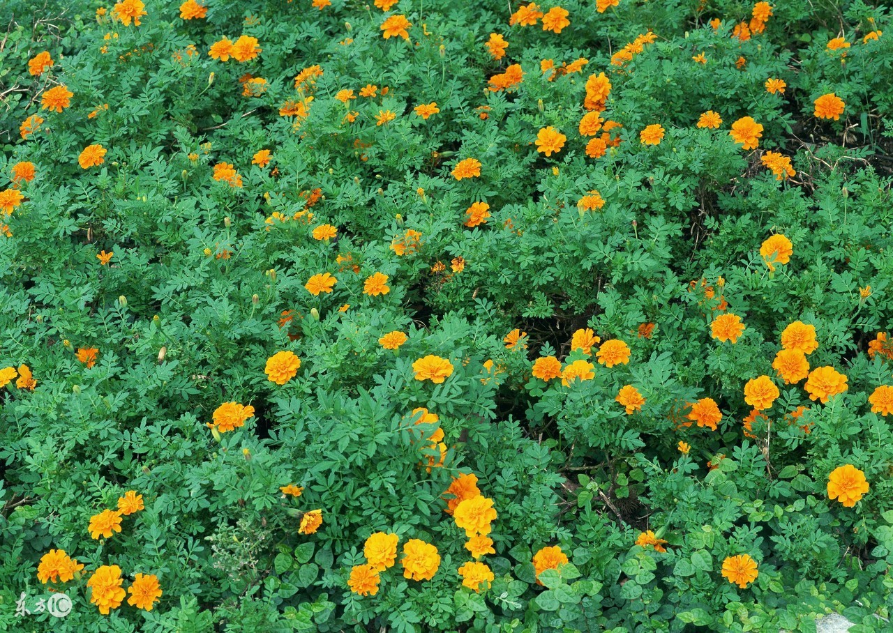 懒人种植观赏花草,合适夏季种植的懒人花草
