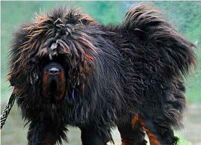 犬种百科之大白熊犬,犬种百科之澳大利亚梗犬