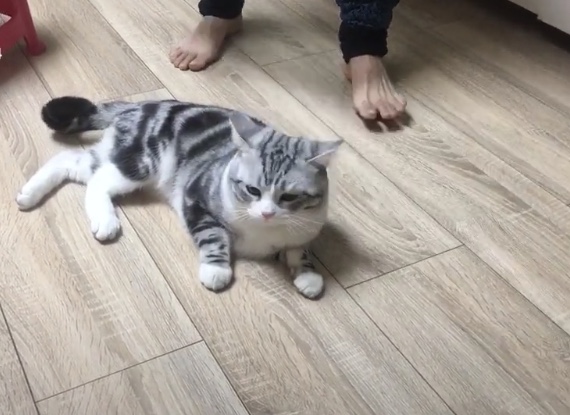 想带宠物猫出行最稳妥的办法,带猫出门的必备攻略