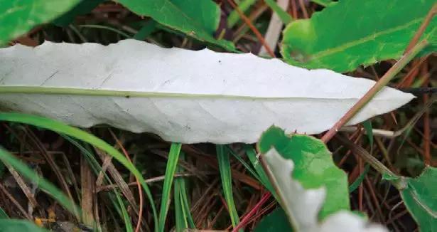 血泪召唤,血泪呼唤