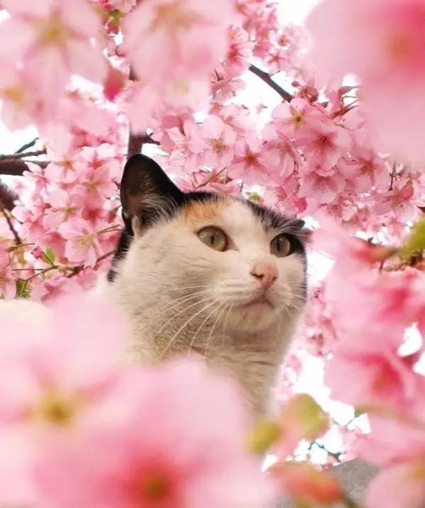 日本人有多恨猫（Excuseme？）