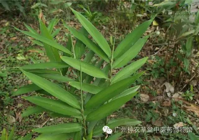 益智仁暖肾固精缩尿温脾,脾虚肾虚乏力中药处方