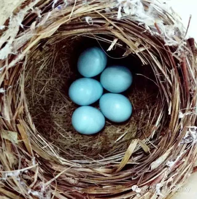 为什么女生个个都喜欢内马尔,蒂芙尼经典款钻戒