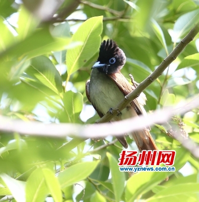 扬州观鸟攻略,瘦西湖的鸟类