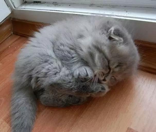 宠物宝宝能有多可爱,超萌小宠物萌到你的心都融化