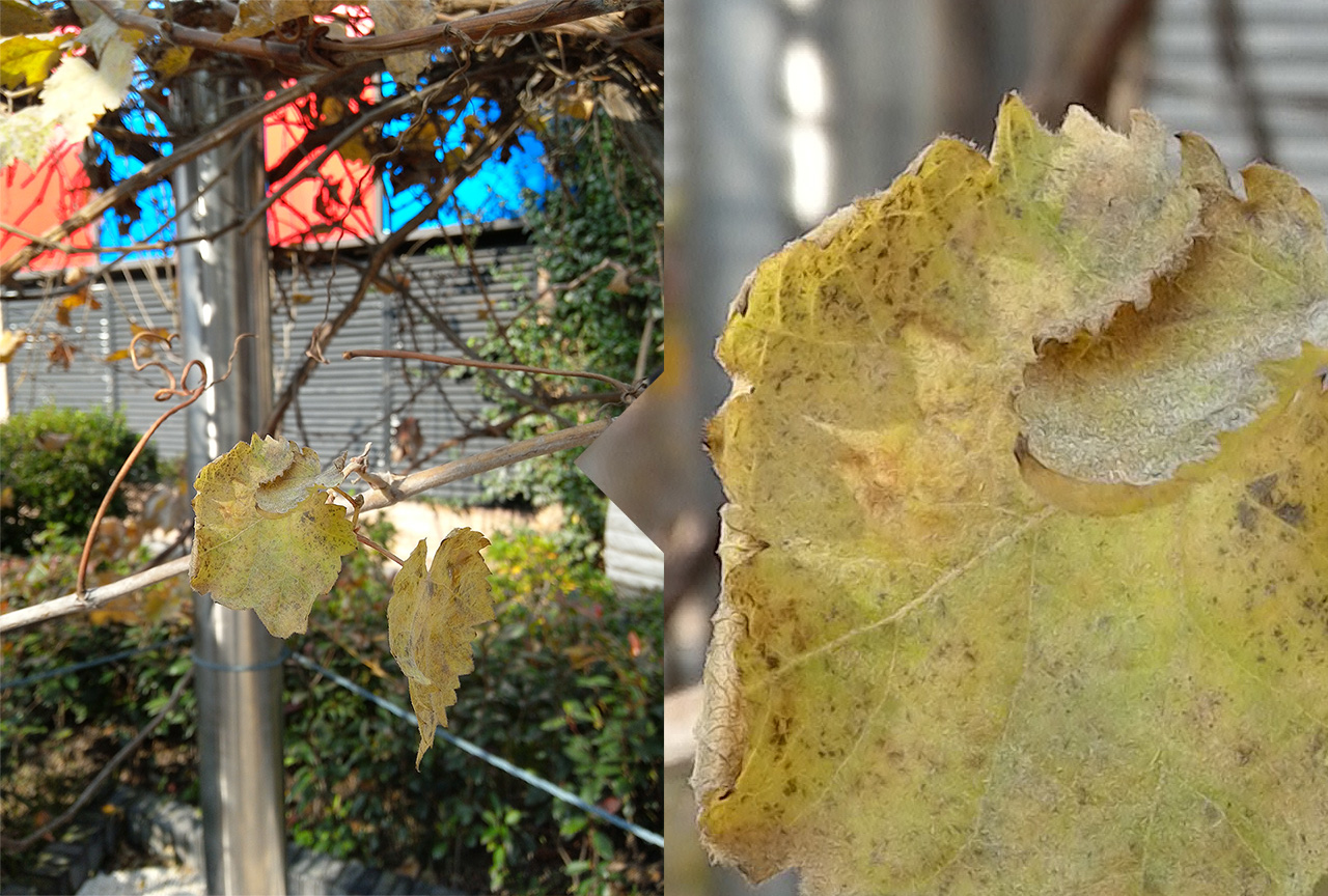 联想yogatab,联想平板yogatab3plus