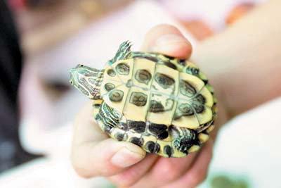 巴西龟饲养方法及注意事项,家养巴西龟全部要注意的问题