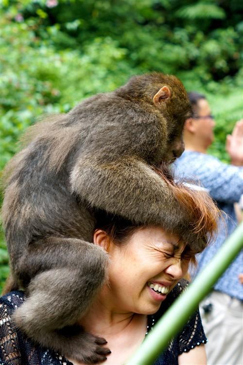 猴子遇到危险时是怎么自救的,猴子砸死主人