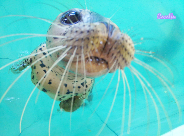 中南百草动物园,中南百草园萌宠乐园