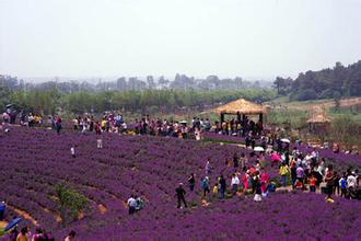 喝薰衣草的功效与功能是什么,薰衣草纯露功效与功能