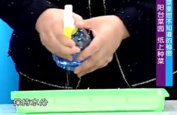 纸上种菜能够种向日葵吗,种菜小窍门两张纸就搞定