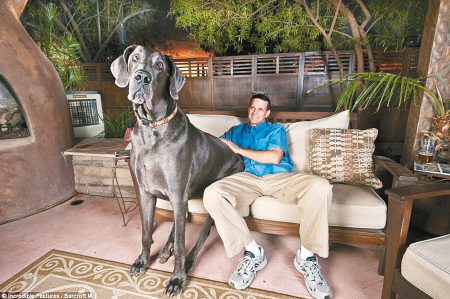 世界上体型最小的十只狗,世界上体重最小的狗狗