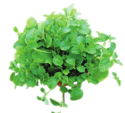 农村有一种草治牙痛特效,有一种草它有致命毒性