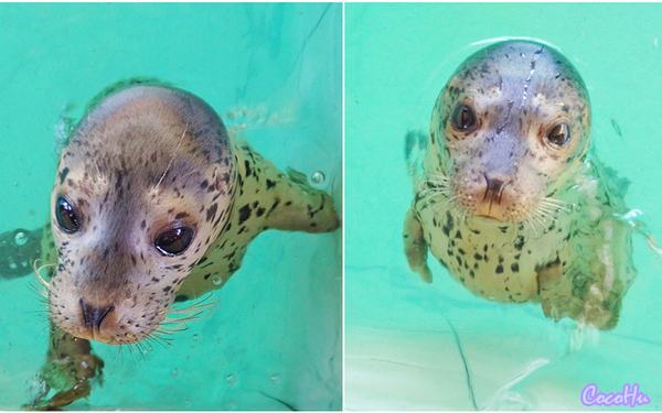 中南百草动物园,中南百草园萌宠乐园