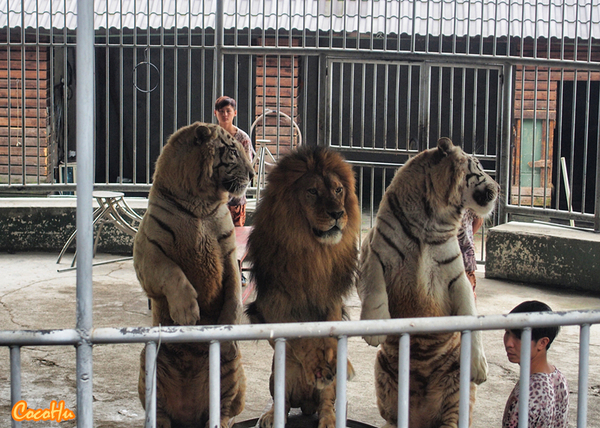 中南百草动物园,中南百草园萌宠乐园
