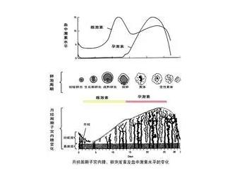 想告捷率高！试管婴儿内膜多厚时移植？
