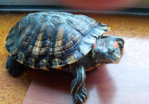 巴西龟饲养方法及注意事项,家养巴西龟全部要注意的问题