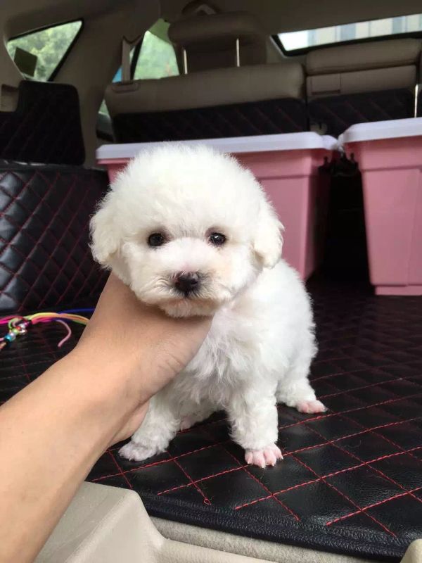 Simon说狗公寓中的精灵小泰迪