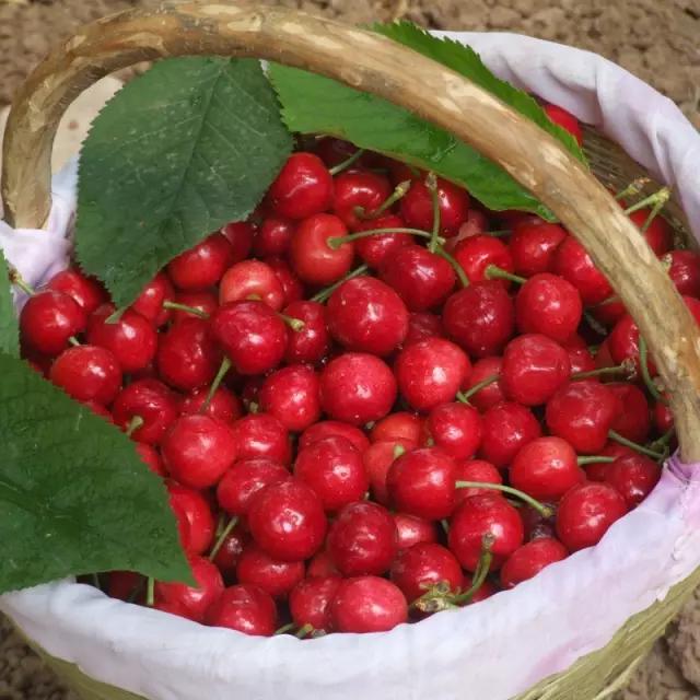 白鹿原采摘大樱桃,去白鹿原采摘樱桃