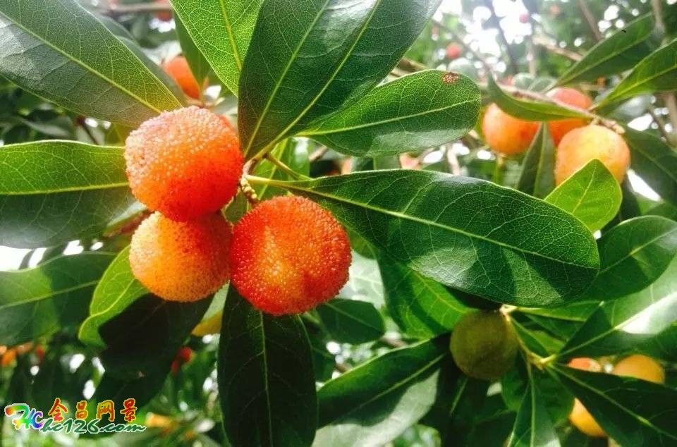 会昌富城瀑布路线,会昌美景画