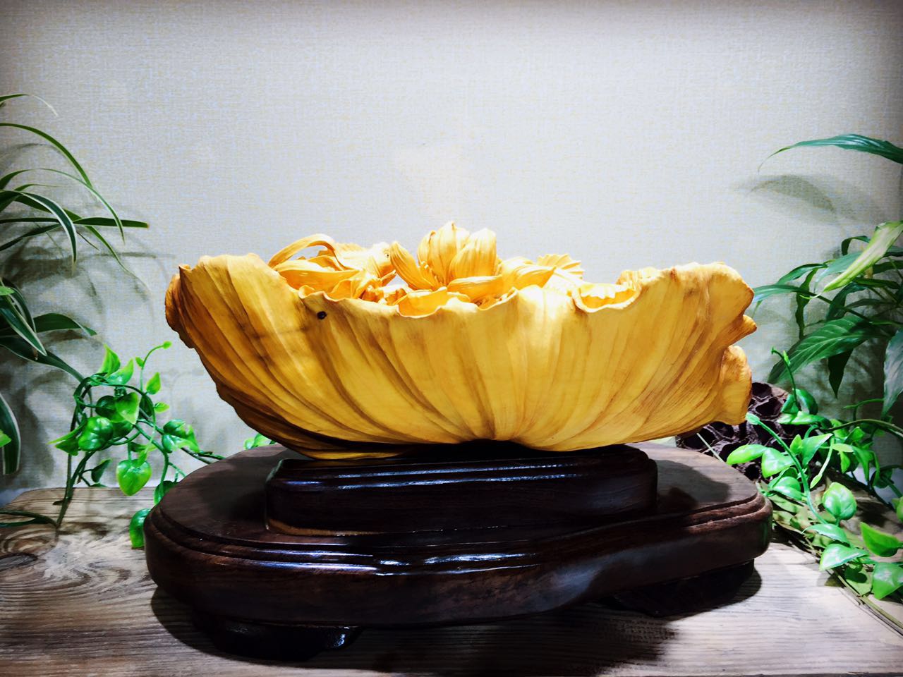 黄杨木集天地之精华木质细腻可做雕刻品