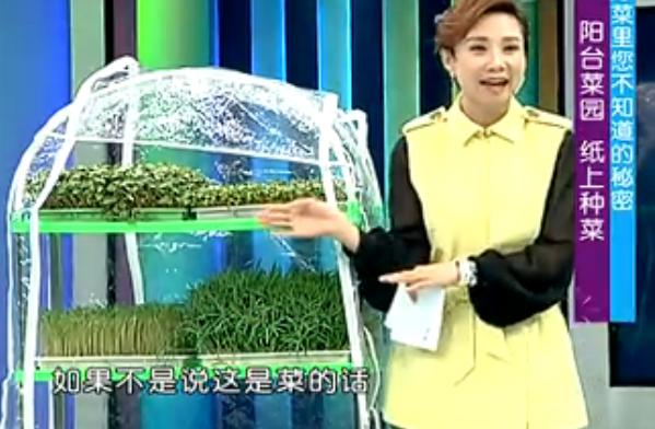 纸上种菜能够种向日葵吗,种菜小窍门两张纸就搞定