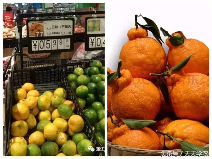 丑柑现在怎么样,真正的丑柑