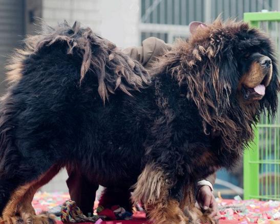 犬种百科之大白熊犬,犬种百科之澳大利亚梗犬
