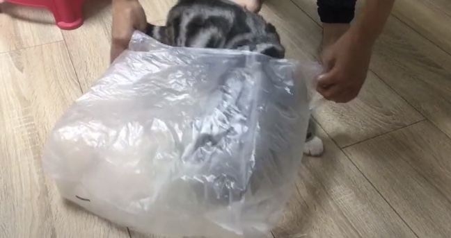 想带宠物猫出行最稳妥的办法,带猫出门的必备攻略