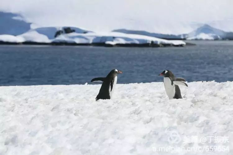 丁振东简介,南充市嘉陵区丁振东