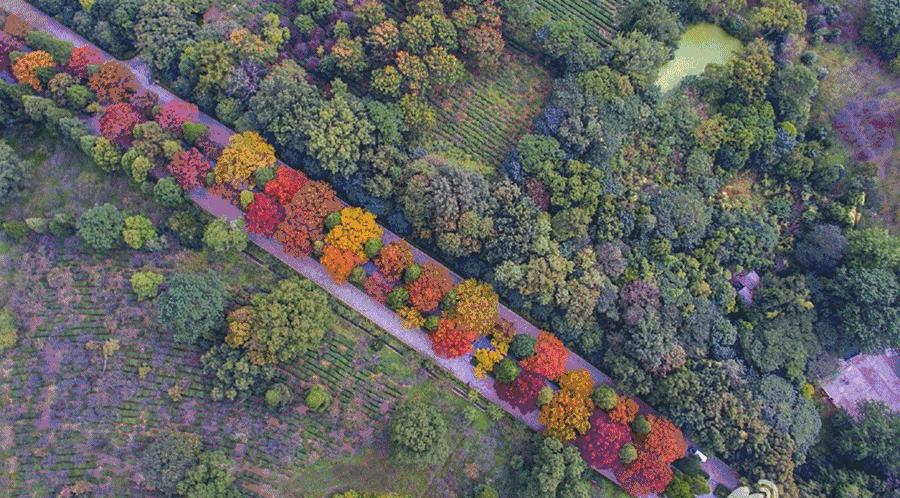 南京明孝陵600岁神道,南京明孝陵讲解视频完全版