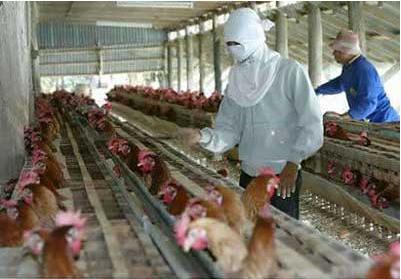 2017年这几颗蛋您还记得吗？