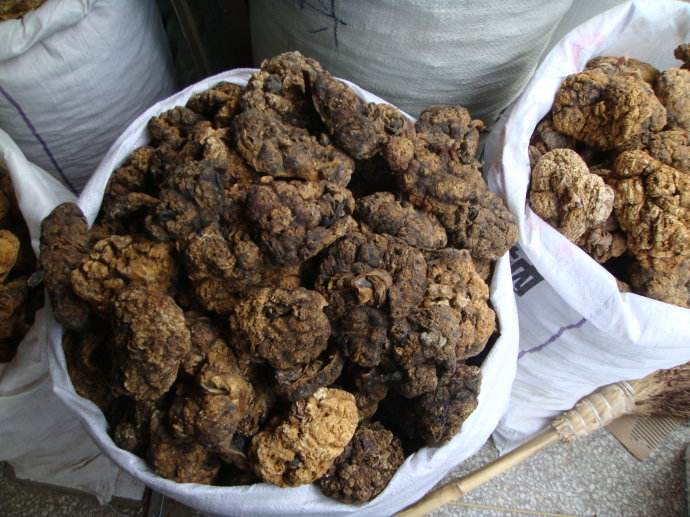 一个千年补益圣药，又被《中国药典》驱逐，行家：研发人工替代品