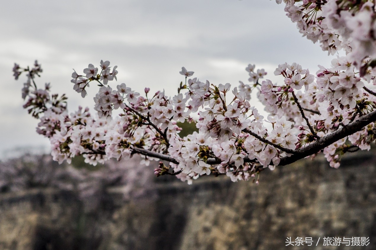 游览大阪城,走马观城完全版