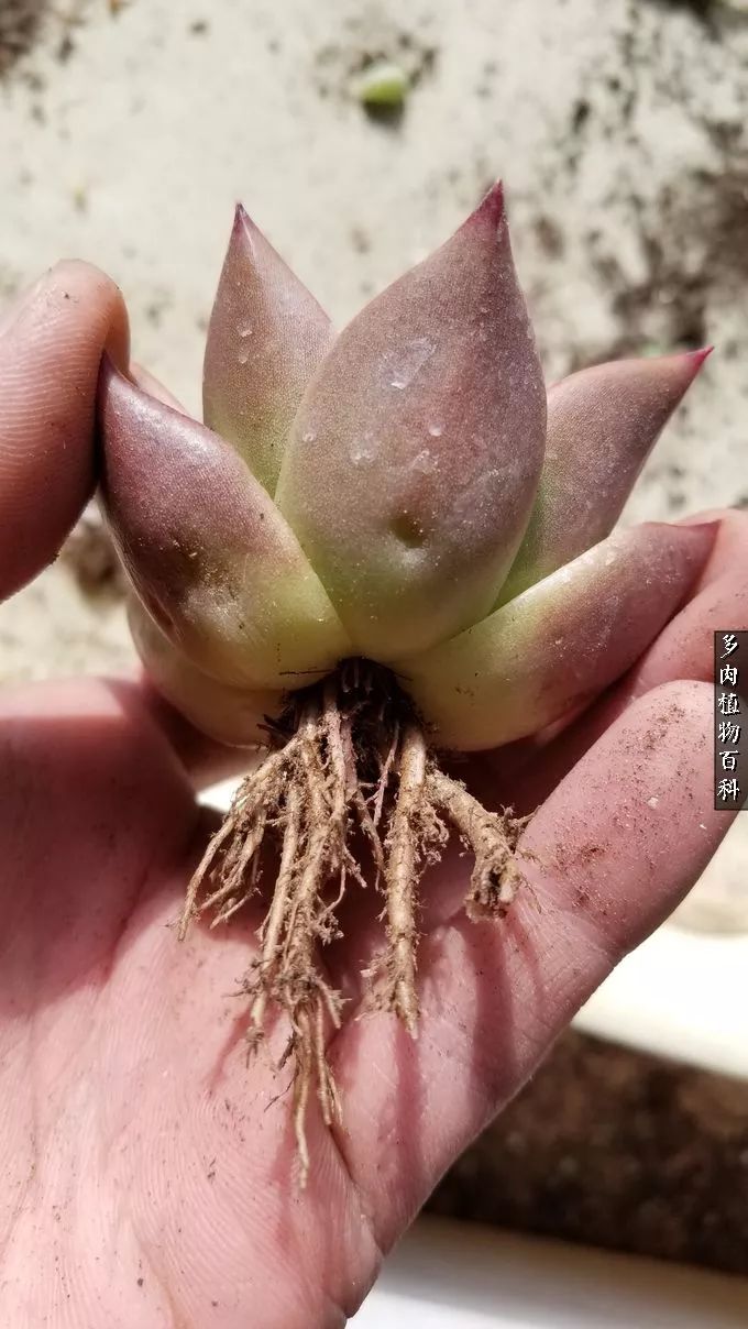 多肉如何养才不损耗杆子的养分,多肉养护修根视频