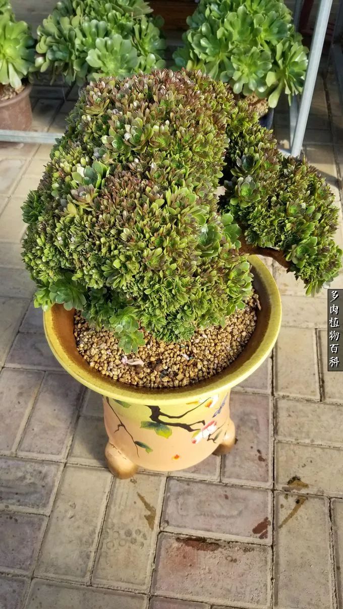 多肉如何养才不损耗杆子的养分,多肉养护修根视频